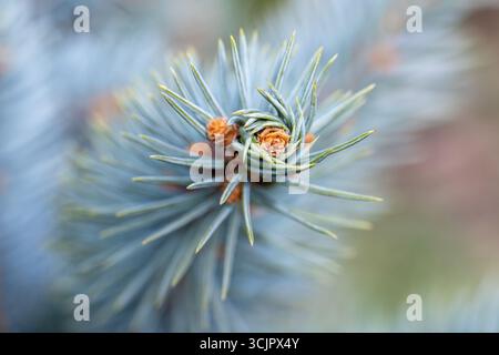 Makrofoto mit feinen Details eines blauen Fichtenzweigs mit blau-grünen Nadeln und zarten Knospen, die natürliche, komplizierte Muster zeigen Stockfoto