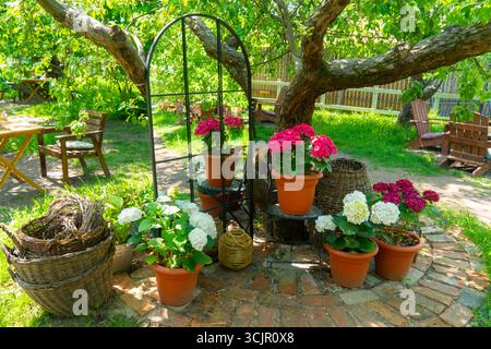 Eine einladende Gartenszene mit leuchtenden rosa und weißen Topfhortensie, die um einen Metallbogen im Schatten eines großen Baumes angeordnet sind Stockfoto