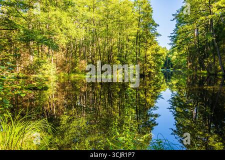 Kleiner Wasserteich im grünen Wald, Roztocze Nationalpark, Polen Stockfoto