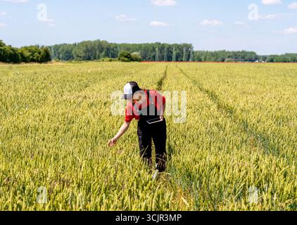 Landarbeiterin mit Tablette zur Kontrolle des Weizenwachstums. Erntegutmanagement. Stockfoto