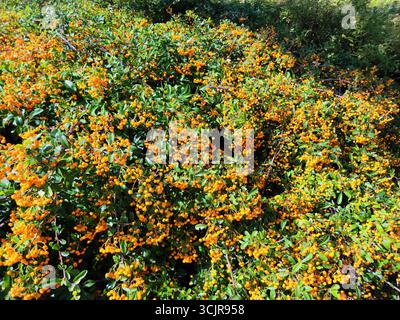Helle Orangenbeeren zieren einen dichten Feuerstorn- oder Pyracantha-Sträucher mit grünem Laub. Stockfoto