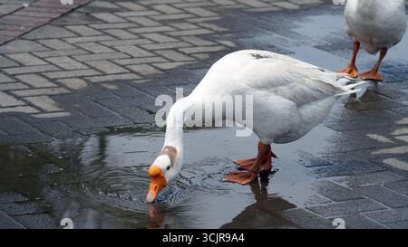 Eine Nahaufnahme einer Hausgans, die Wasser aus einer Pfütze trinkt. Weiße Gans-Nahaufnahme. Stockfoto