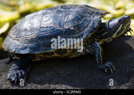 Der Rotohr-Slider oder Rotohr-Terrapin (Trachemys scripta elegans) ist eine Unterart des Teichschiebers (Trachemys scripta). Stockfoto
