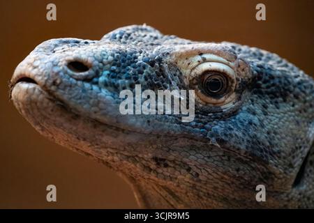 Der Komodo-Drache (Varanus komodoensis), auch bekannt als Komodo-Monitor. Stockfoto