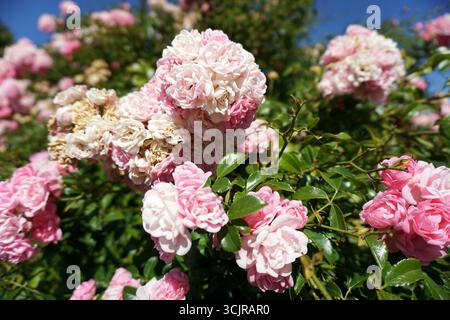 Büschel weicher rosa Rosen blühen auf einem üppigen Rosenstrauch in einem sonnigen Sommergarten mit grünem Laub und blauem Himmel. Stockfoto