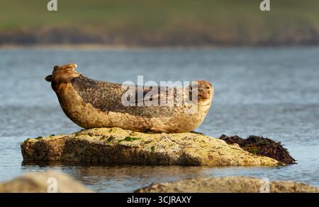 Die Seehunde, auch bekannt als die Gemeine Seehunde (Phoca vitulina), ruht auf einem Küstenfelsen bei Ebbe in Lerwick, Shetland. Stockfoto
