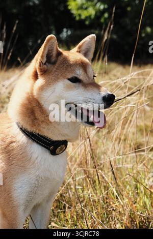 Shiba Inu Hund an der Leine, der mit der malerischen Landschaft von Dorset im Hintergrund mit hohem Gras steht. Stockfoto