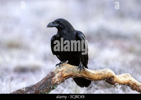 Gemeiner Rabe / nördlicher Rabe (Corvus corax), der an einem eiskalten Tag im Winter auf gefallenem Ast in Grasland thront, das von Raureif bedeckt ist Stockfoto