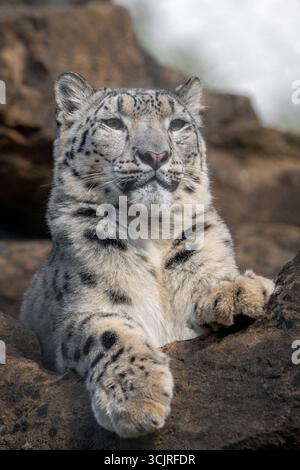 Junge Schneeleoparde, die auf Felsen liegt Stockfoto