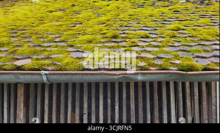 Nahaufnahme eines hellgrünen Moosdachs auf einer alten Holzscheune. Detaillierte natürliche Texturen aus Holz und Moos Stockfoto