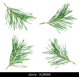 Satz von Weihnachtsbaumzweigen isoliert auf weißem Hintergrund. Weihnachtsfichte, Tannenzweig Nahaufnahme. Stockfoto
