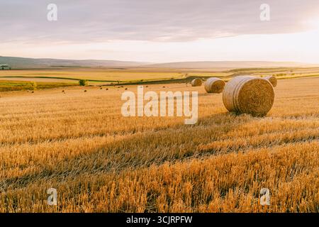 Heuballen auf dem landwirtschaftlichen Feld in warmem goldenem Licht Stockfoto