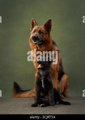 Ein brauner Schäferhund, der neben einem jungen schwarzen Welpen auf grünem Hintergrund sitzt. Beide Hunde weisen eine harmonische Verbindung und einen fokussierten Blick auf. Stockfoto