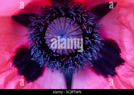 Roter Mohn im Feld Nahaufnahme. Wunderschöne rote Mohnblume aus nächster Nähe Stockfoto