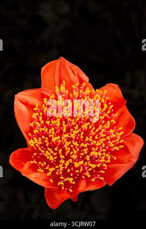 Natürliches Nahaufnahme blühendes Pflanzenporträt des exotischen und extrem schönen Haemanthus coccineus, Kaptulpe. Seelenvoll, faszinierend, eindringlich, mutig Stockfoto