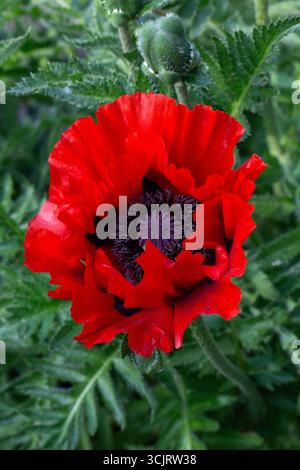 Roter Mohn im Feld Nahaufnahme. Wunderschöne rote Mohnblume aus nächster Nähe Stockfoto