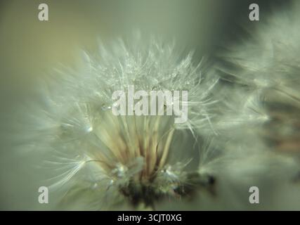 Zarter, verschwommener Herbstlöwenzahn, Nahaufnahme Stockfoto