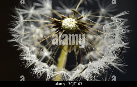 Löwenzahn Seeds, Nahaufnahme Foto Stockfoto