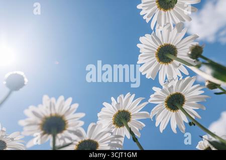 Gänseblümchen aus nächster Nähe vor blauem, sonnigem Himmel, Ansicht von unten. Stockfoto