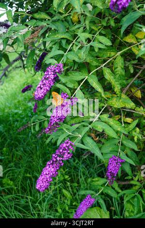 Silbergewaschener Fritillary (Argynnis Paphia) Schmetterling auf Buddleja davidii lila Blume Stockfoto