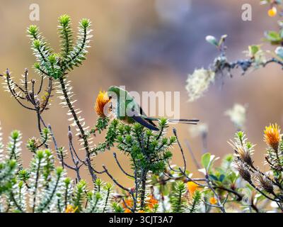 Schwarzschwanztrainier Lesbia victoriae, ernährt sich von Chuquiraga-Blumen am Cerro de Arcos, Ecuador Stockfoto