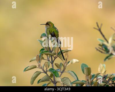 Schwarzschwanztrainier Lesbia victoriae, ernährt sich von Chuquiraga-Blumen am Cerro de Arcos, Ecuador Stockfoto