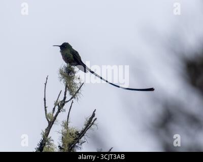 Männlicher Schwarzschwanz-Trainer, Lesbia victoriae, zeigt seine langen Schwanzfedern am Cerro de Arcos, Ecuador Stockfoto