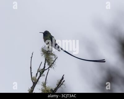 Männlicher Schwarzschwanz-Trainer, Lesbia victoriae, zeigt seine langen Schwanzfedern am Cerro de Arcos, Ecuador Stockfoto