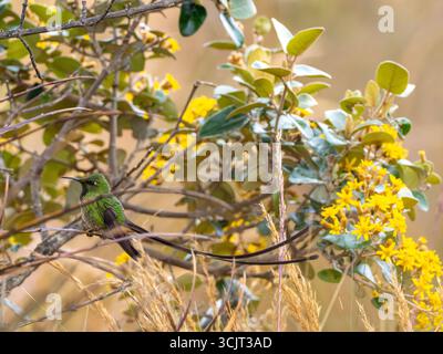 Männlicher Schwarzschwanz-Trainer, Lesbia victoriae, zeigt seine langen Schwanzfedern am Cerro de Arcos, Ecuador Stockfoto
