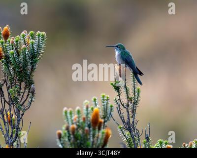 Blauschaliger hillstar-Kolibris, Oreotrochilus cyanolaemus, endemisch auf dem Cerro de Arcos in Ecuador Stockfoto