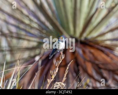 Blauschaliger hillstar-Kolibris, Oreotrochilus cyanolaemus, endemisch auf dem Cerro de Arcos in Ecuador Stockfoto