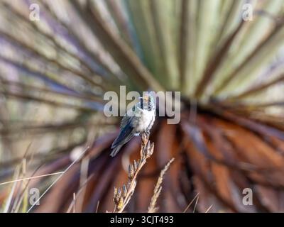 Blauschaliger hillstar-Kolibris, Oreotrochilus cyanolaemus, endemisch auf dem Cerro de Arcos in Ecuador Stockfoto