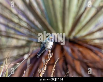 Blauschaliger hillstar-Kolibris, Oreotrochilus cyanolaemus, endemisch auf dem Cerro de Arcos in Ecuador Stockfoto