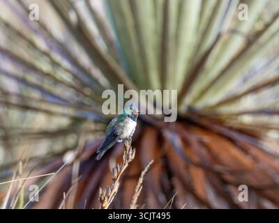 Blauschaliger hillstar-Kolibris, Oreotrochilus cyanolaemus, endemisch auf dem Cerro de Arcos in Ecuador Stockfoto