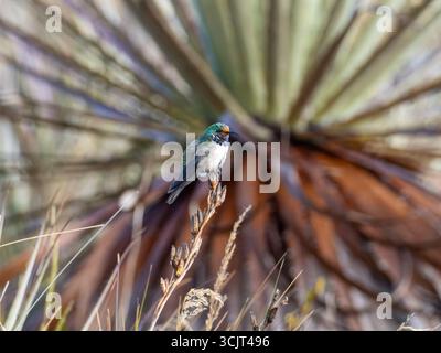Blauschaliger hillstar-Kolibris, Oreotrochilus cyanolaemus, endemisch auf dem Cerro de Arcos in Ecuador Stockfoto