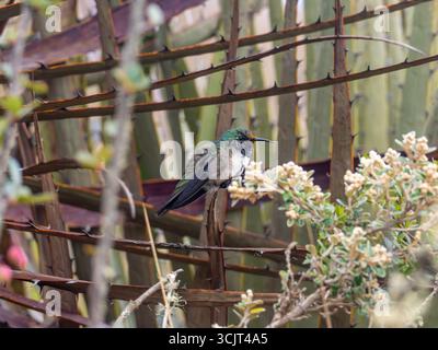 Blauschaliger hillstar-Kolibris, Oreotrochilus cyanolaemus, endemisch auf dem Cerro de Arcos in Ecuador Stockfoto