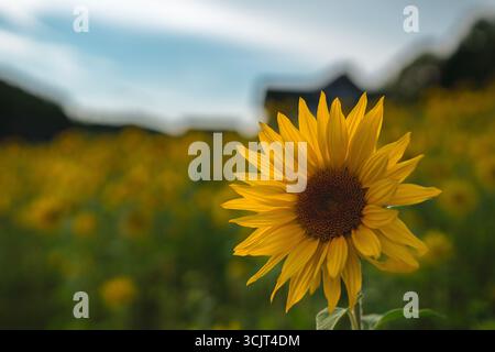 Einzelne Sonnenblume auf dem Feld unter dramatisch bewölktem Himmel. Ländliche Landschaftsszene mit Platz für Text. Stockfoto