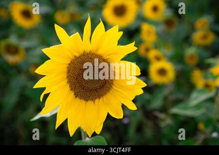 Gruppe blühender Sonnenblumen auf einem grünen Feld. Helle Köpfe, die zur Kamera zeigen, mit weichem Bokeh-Hintergrund. Stockfoto