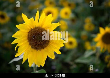 Sonnenblumenkopf mit einer Biene, die Pollen sammelt. Sommerfeldszene mit geringer Schärfentiefe und sanftem grünem Bokeh Stockfoto
