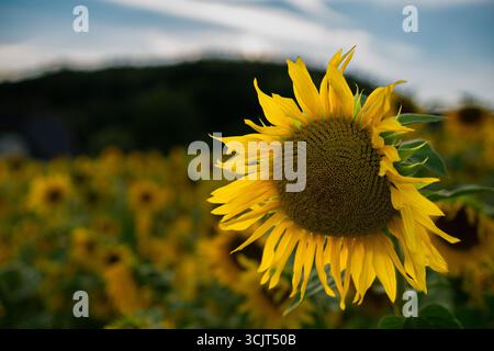 Einzelne Sonnenblume auf fernen Hügeln und blauem Himmel. Hellgelbe Blütenblätter mit weichem grünem Feldhintergrund. Stockfoto
