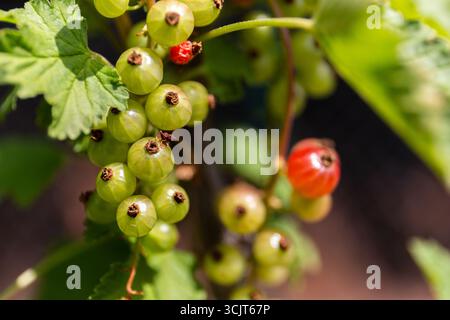 Rote Johannisbeere (Ribes rubrum) aus nächster Nähe mit Reifen roten und unreifen grünen Beeren, die sich zusammen gruppieren. Stockfoto