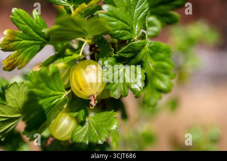 Stachelbeerpflanze (Ribes uva-crispa), Nahansicht mit mehreren grünen Stachelbeeren zwischen leuchtend grünen Blättern auf einem Zweig. Stockfoto
