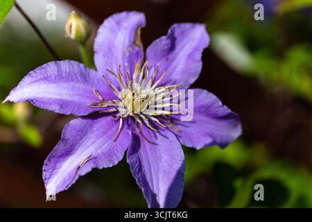 Clematis viticella (italienische Lederblume, lila Clematis oder Jungfrau-Bower) lila Einzelblume aus der Nähe. Stockfoto