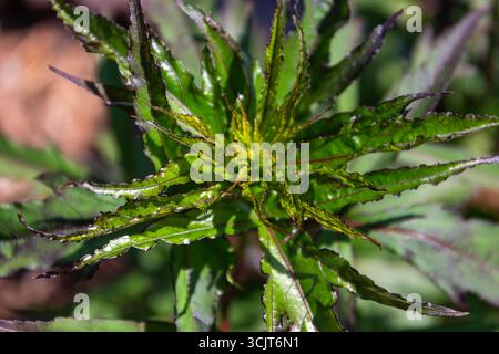 Scharlach Rosemallow (Texas Star, brillanter Hibiskus, Scharlach Hibiskus, Roter Hibiskus, Sleepy Malve, rosafarbenes Rosmarin, Wildbaumwolle) grüne Blätter. Stockfoto