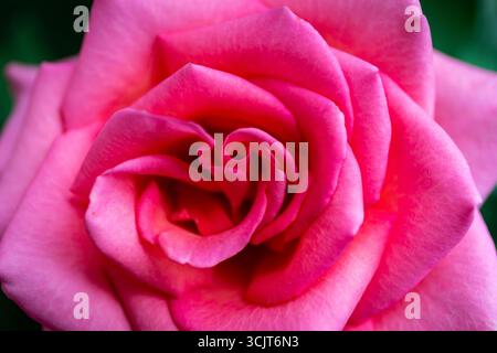 Leuchtend rosa Hybrid Tea Rose in Blüte, Nahaufnahme eines einzelnen Blumenkopfes von oben. Stockfoto