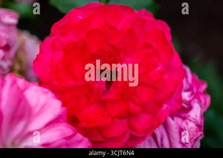Chinesische Rose (Bengalrose, Bengalrot, Chinesische Rose, Rosa chinensis) rote Blume in Blüte, Nahaufnahme. Stockfoto