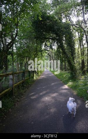 Genießen Sie einen malerischen Wanderweg durch den üppigen, grünen Wald, umgeben von Natures Beauty Stockfoto