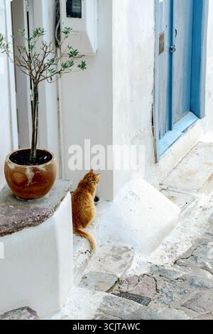 Ingwerkatze, die vor einem Haus sitzt, in einer engen Straße in Hydra Town, Hydra Island, Saronischen Inseln, Griechenland Stockfoto