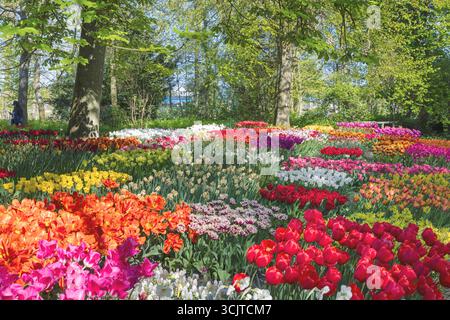 Blühende Tulpen in einem Park, Niederlande, Nordholland, Anna Paulowna Stockfoto