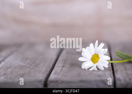 Ochsenauge Gänseblümchen, Ochsenaugen Gänseblümchen, Weisskraut, Weisskraut Gänseblümchen, Hund Gänseblümchen, marguerit (Chrysanthemum leucanthemum, Leucanthemum vulgare), weiße Blüte, die auf A liegt Stockfoto